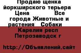 Продаю щенка йоркширского терьера  › Цена ­ 20 000 - Все города Животные и растения » Собаки   . Карелия респ.,Петрозаводск г.